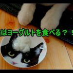 ハチワレ猫ナナはヨーグルトを食べる？大丈夫？