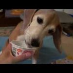 ビーグルビッキー　”ヨーグルトを食べる犬”