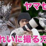 【野鳥撮影】ヤマセミをキレイに撮る３つのコツ・方法【SONY α7RIII】