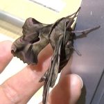 世界一カッコいい蛾がカッコよすぎた　Coolest hawk moth in the world; Phyllosphingia dissimilis