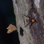 スズメバチに逆襲する蝶