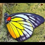 【衝撃】世界で最も美しい蝶40種（チョウ図鑑・画像）パート１