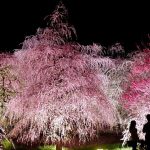 鈴鹿の森庭園の梅まつり2018 ライトアップの絶景に感動！