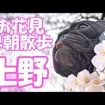 上野公園でお花見2018！愛犬と一緒に桜を見るなら早朝がおすすめ