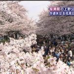桜満開の週末　絶好の花見日和で上野公園など大盛況（10/04/03）