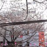 中目黒 桜 花見 週末 土曜日 3月26日 2016年