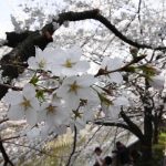 東京で桜満開：３番目の早さ　名所は花見客でにぎわう