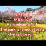 2017花見山公園　桜が綺麗で全国で有名な公園The park is famous for its  cherry blossoms