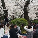 東京お花見散歩　上野公園の桜　2018.3.24  Sakura