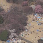 東京都心で桜が満開に 全国で最も早く